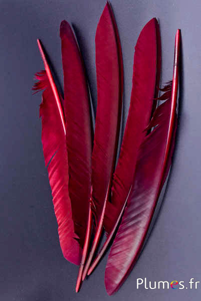 Pfau blau - 33-37 cm - bordeaux-braun 